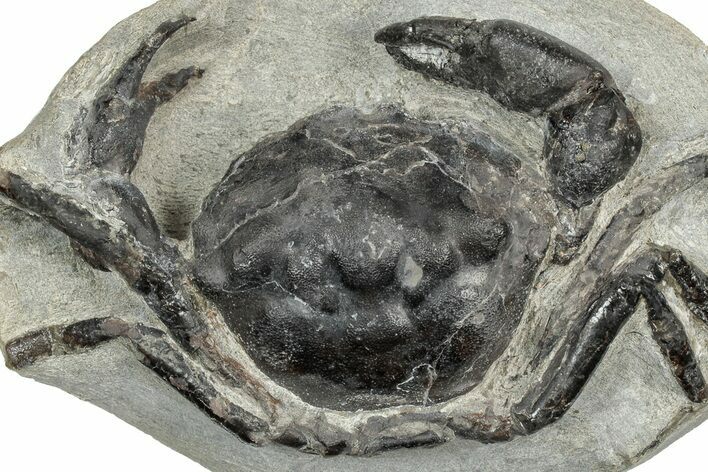 Eocene Fossil Crab (Pulalius) - Washington State #349490